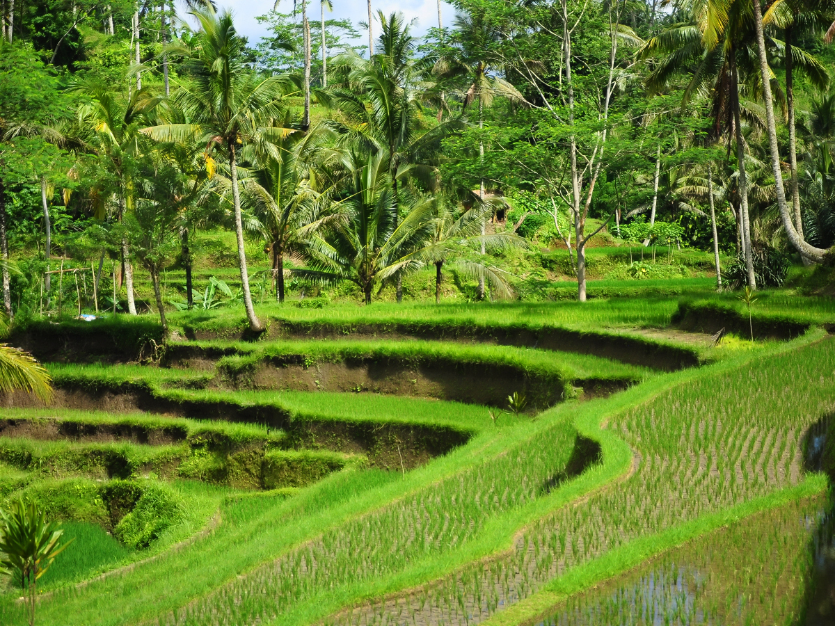 Sistem Adat Nusantara dan ESG